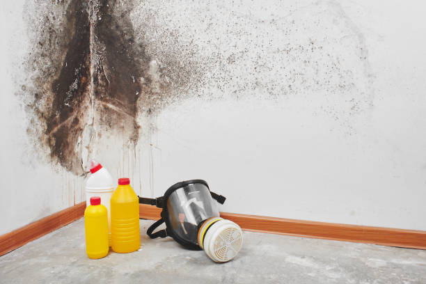 Best Professional Mold Removal  in Mckenzie, TN