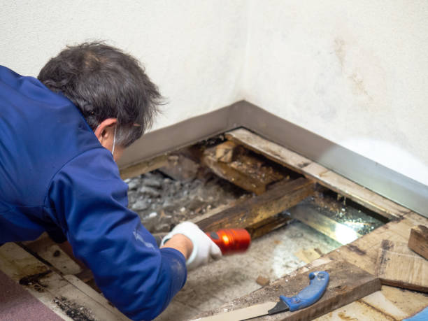 Mckenzie, TN Mold Removal Company