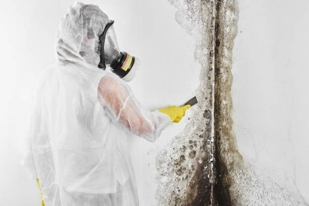 Best Commercial Mold Removal  in Mckenzie, TN