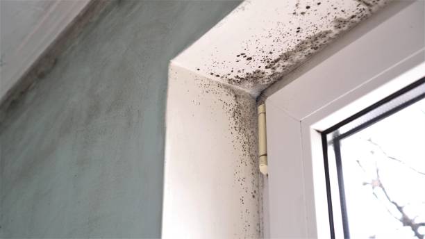 Best Affordable Mold Removal  in Mckenzie, TN