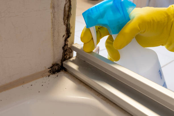 Best Local Mold Removal Service  in Mckenzie, TN