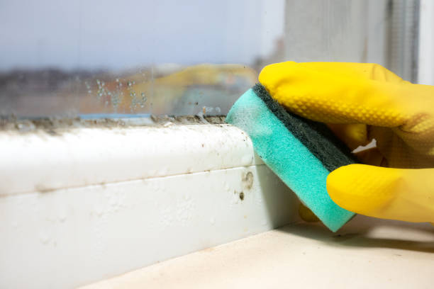 Best Same-Day Mold Removal  in Mckenzie, TN