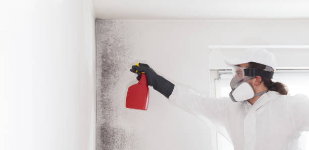 Best Fast Mold Removal  in Mckenzie, TN