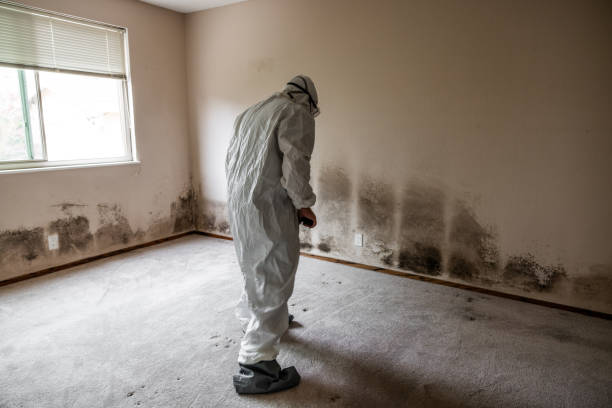 Best Toxic Mold Removal  in Mckenzie, TN