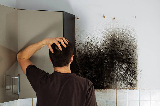 Best Black Mold Removal  in Mckenzie, TN