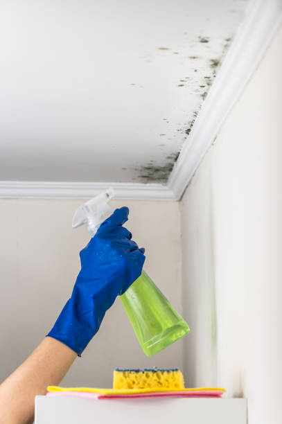 Certified Mold Removal